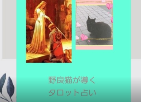 野良猫が導く占いサロンannon